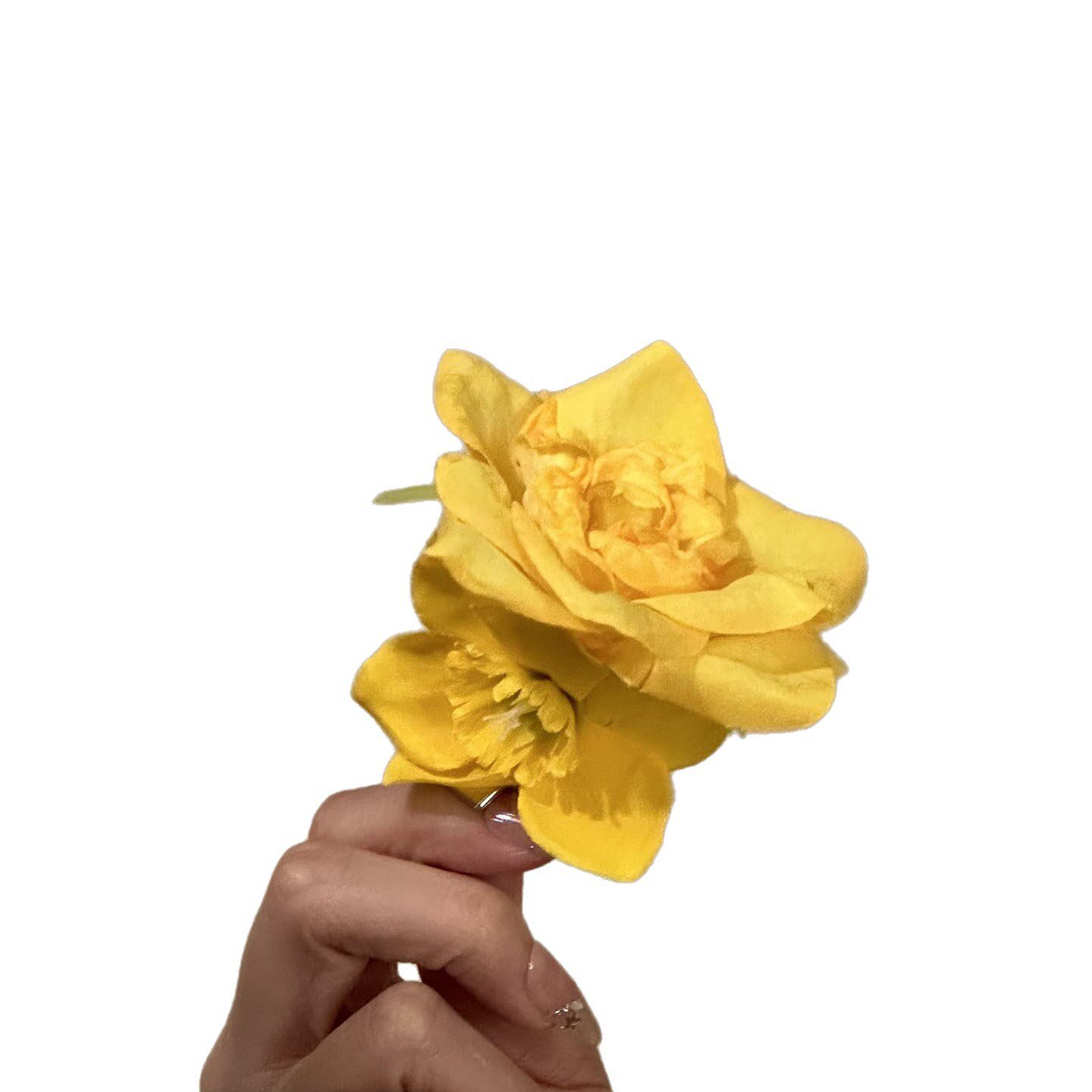 2026新款明媚黄色月季水仙花朵发夹海岛度假风侧边夹子发卡鸭嘴夹