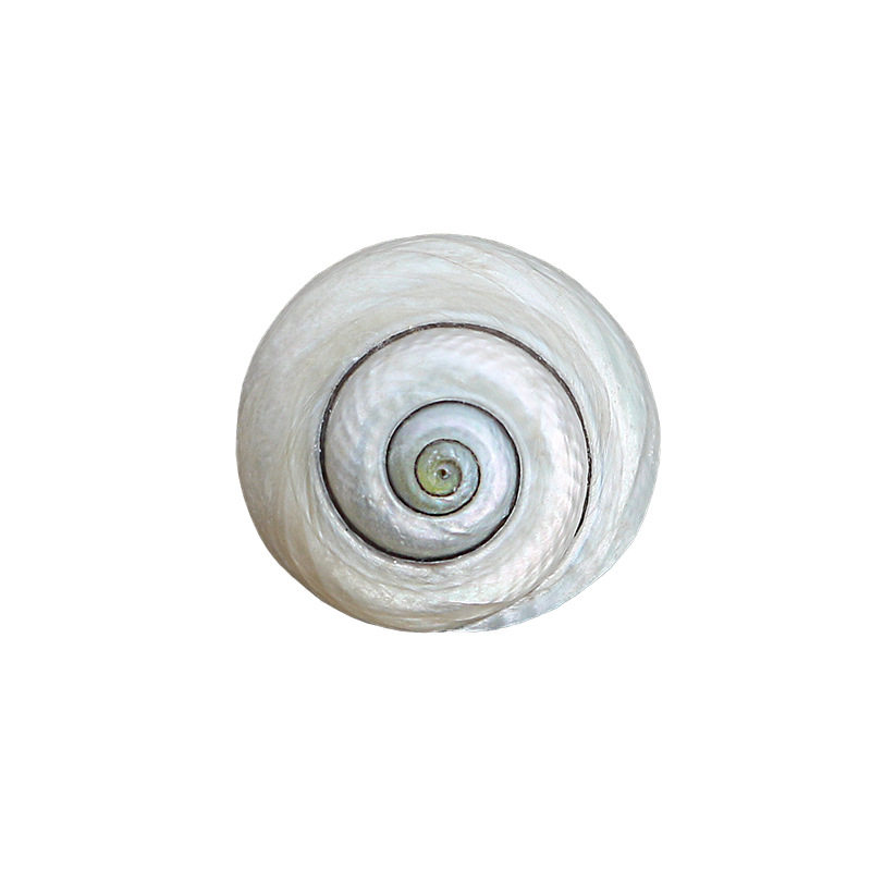 Bull's eye snail natural small conch shell rare specimen fish tank decoration shooting props hermit crab replacement shell wholesale