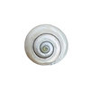 Bull's eye snail natural small conch shell rare specimen fish tank decoration shooting props hermit crab replacement shell wholesale