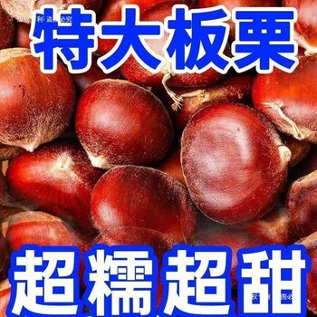 Old Tree Dandong Chestnut Farm Fresh Chestnuts Seasonal Fresh Vegetables Sweet and Glutinous Wholesale