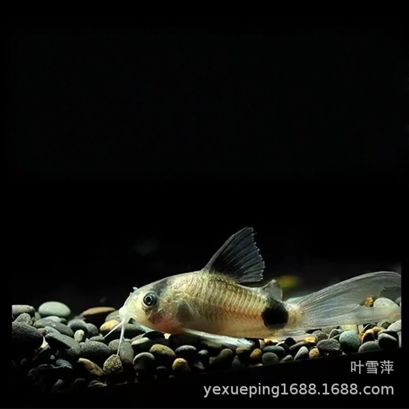 Long-Tailed Panda Mouse Fish, Large Sail Fairy Panda Mouse Fish, Special-Shaped Fish, Cleaner Fish, Algae Removal Fish, Ornamental Fish Wholesale