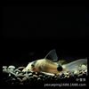 Long-Tailed Panda Mouse Fish, Large Sail Fairy Panda Mouse Fish, Special-Shaped Fish, Cleaner Fish, Algae Removal Fish, Ornamental Fish Wholesale