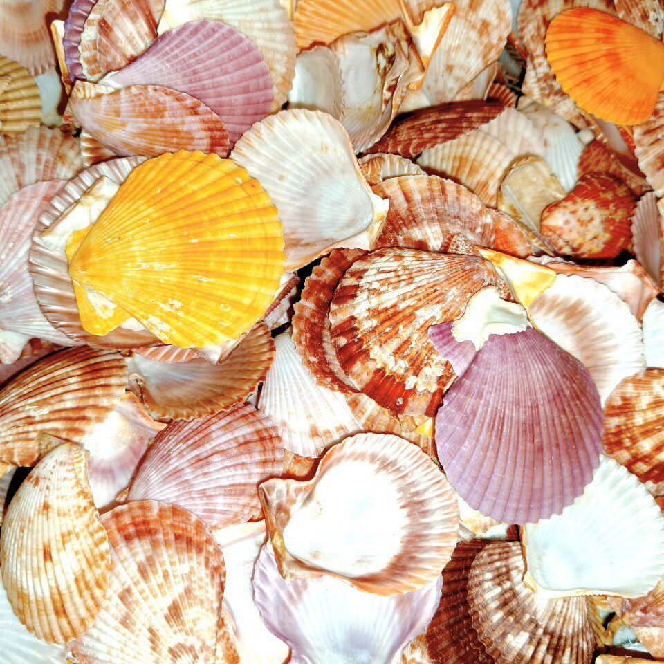 F2H1 Mini Natural Conch Shell Mixed Pack for DIY Crafts, Starfish Photo Frame, Floating Scallop for Children