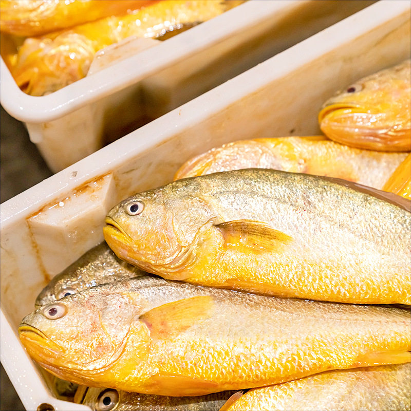 Chilled Yellow Croaker, Frozen Grilled Small Yellow Croaker, Fresh Sea Fish, Seafood, Whole Box, Commercial Wholesale, Sf Express Large Yellow Croaker
