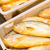 Chilled Yellow Croaker, Frozen Grilled Small Yellow Croaker, Fresh Sea Fish, Seafood, Whole Box, Commercial Wholesale, Sf Express Large Yellow Croaker