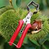 Grape and Lychee Fruit Picking Scissors, Pruning and Flower Pruning Scissors, Gardening Tools, Fruit Pruning Scissors