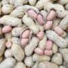Fresh Seasonal Peanuts, Dried by the Sun, Farm-Produced and Self-Grown, Available in Bulk for Wholesale