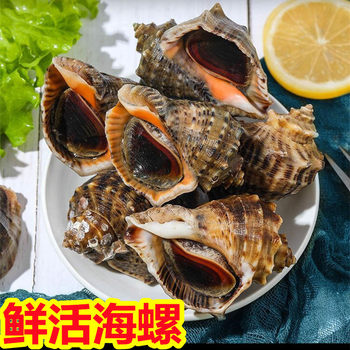 Lianyungang Aquatic Shellfish, Haipu Conch Seafood, Fresh Conch, Fresh Shellfish, Direct Supply to Hotels, Supermarkets and Stalls