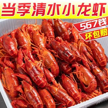 Hubei Seasonal Fresh Quick-Frozen Crayfish, Qianjiang Large, Medium and Small, All Specifications of Clear Water Crayfish Base, Shipped Nationwide