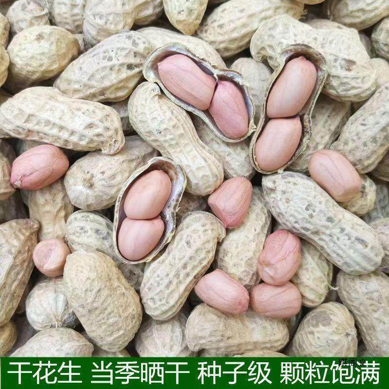 New Arrivals for Autum 2024, Naturally Sun-Dried Peanuts in Shells, Fresh Thin-Shelled Raw Peanuts, Farm-Grown and Can Be Used as Seeds