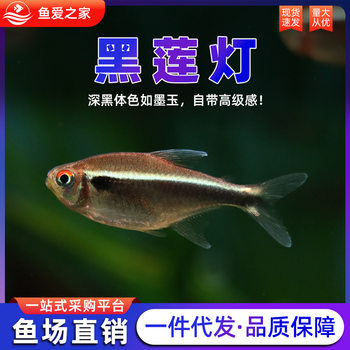 Black Lotus Fish, Red and Green Lotus Fish, Treasure Lotus Fish, Ornamental Fish for Grass Tank, Schooling Live Small Tropical Easy-To-Care-For Light Fish