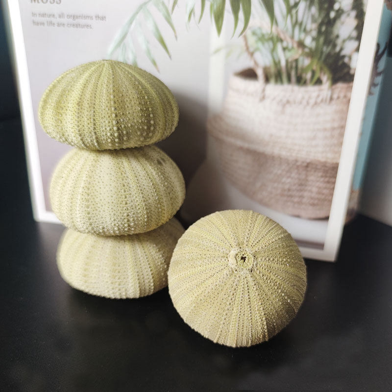 Dream Sea Urchin Shell Princess Wind Night Light Accessories Natural Sea Urchin Shell Mediterranean Lantern Sea Urchin Medal Sea Urchin