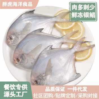 Sea-Caught Small Pomfret, Fresh Silver Pomfret, Quick-Frozen Seafood, Sea Fish, Aquatic White Fish, Extra Large Sea-Caught Wild
