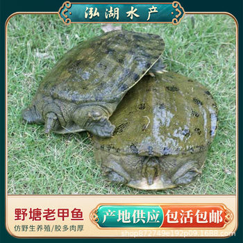1.0-1.6kg Years and Above Pure Ecological Reservoir Old Turtle + Direct Fresh Delivery from the Base