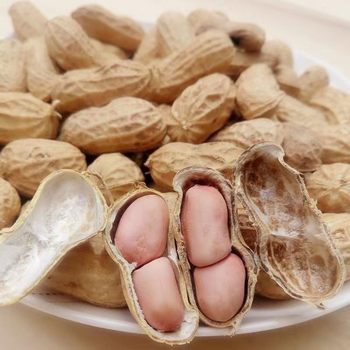 New goods in the season fresh peanut with Shell dried flowers growing big peanut farm self-planted dried bulk one-piece delivery