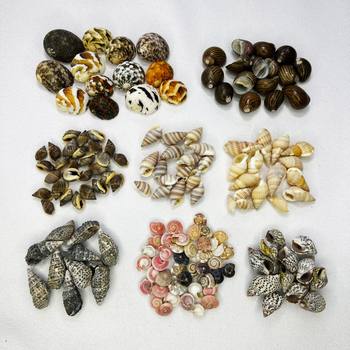 Natural Shells, Conch Shells, Starfish, Fish Tank Landscaping Decoration, DIY Children's Toys, Teaching Materials, Seaweed, Ocean Scenery