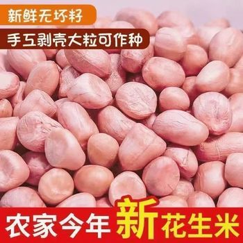 Freshly Peeled New Crop, Selected Shelled White Peanuts, Pink-Skinned Fresh Raw Peanuts, Large Kernels