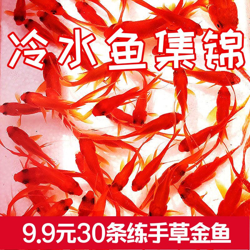 Ornamental Fish, Goldfish Fry, Can'T Kill Goldfish, Small Fish, Live Fish, Small Pets, Easy to Raise, Durable, Can'T Kill Small Goldfish