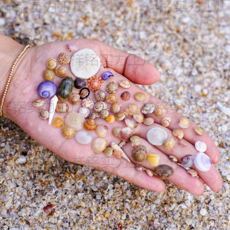 Natural Real Shell Conch Mini Shell Decoration Handmade Shell Photo Frame Storage Box Fish Tank Landscaping