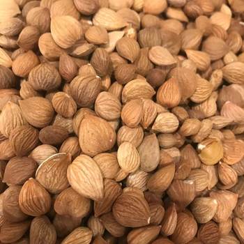 Chinese Medicinal Materials: Apricot Kernels, Bitter Apricot Kernels, Sweet Apricot Kernels, Medicinal Use, Peeled, Large Quantity, Preferential Price