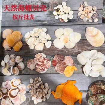 Shells Natural Shells Conch Wholesale Starfish Drift Bottle Shell Crafts DIY Handmade Shell Materials
