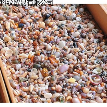 Real Shell Conch Mini Shell Decoration Shell Photo Frame Storage Box Fish Tank Landscaping