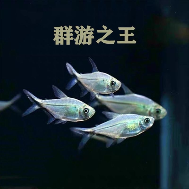 Black-Tailed Big Hook Fish Group Swimming Fish Tank Freshwater Ornamental Fish Tropical Fish Small Light Fish Easy to Raise