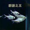 Black-Tailed Big Hook Fish Group Swimming Fish Tank Freshwater Ornamental Fish Tropical Fish Small Light Fish Easy to Raise