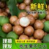 Hazelnuts, Macadamia Nuts, Seasonal Bulk New Fruits, Original Flavor, Green Skin, Thin Skin, Fresh Summer Fruits, Hazelnuts, Wild Edible