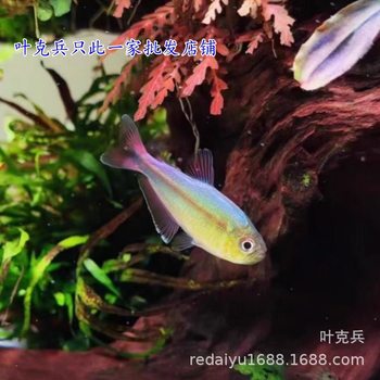 High-End Lighting for Tropical Ornamental Fish, Including Apricot Peach Lights, Sunshine Apricot Peach Lights, and Apricot Lights