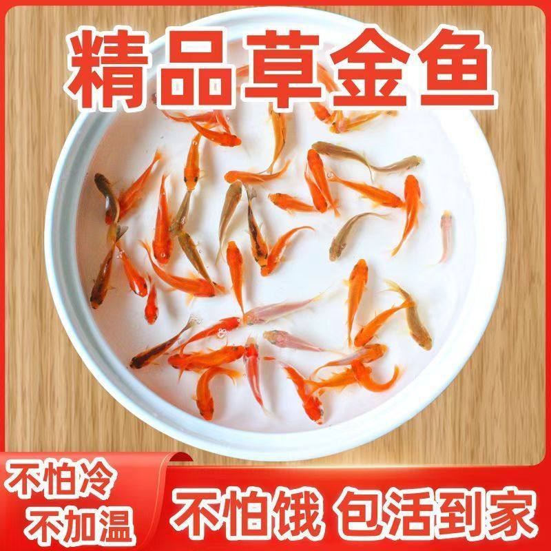 Carp, Cold Water Fish, Small Goldfish, Fry, Easy to Feed Fish, Grass Goldfish, Live Fish, Ornamental Fish, Red Grass Goldfish, Feed Fish