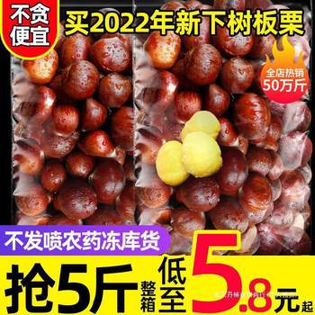 [Newly Picked] Authentic Fresh Raw Dandong Chestnuts 2.5kg Chestnut Cones with Hair Removed, Oil Chestnut Kernels and Vegetables Luotian