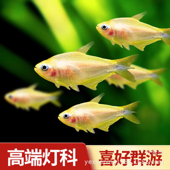 Golden Emperor Lampfish Rare Emperor Lamp Black Emperor Aquatic Plant Tank Mixed Group Swimming Tropical Freshwater Ornamental Lampfish