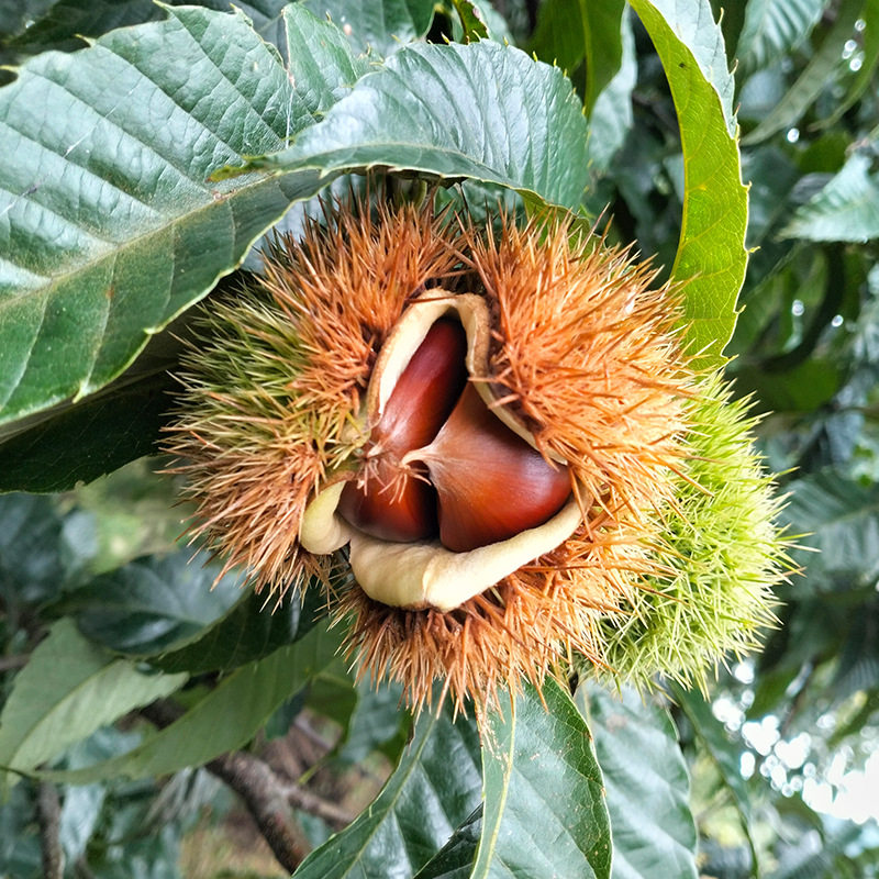 Dried Chestnut Kernels, Rice Dumplings, Chestnut Kernels, Dried Chestnut Kernels, Fresh Chestnut Kernels, Chestnut Kernels, Dehydrated Chestnut Kernels 500g Bag