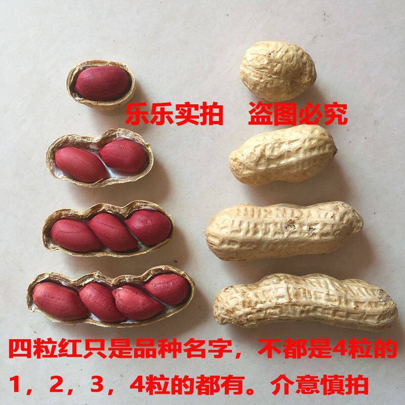 Seasonal New Arrivals Northeast Red-Skinned Peanuts, Shelled Peanuts, Raw Peanut Seeds, Cooked Peanuts, Thin-Skinned Snacks