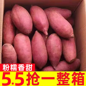 Chestnut Sweet Potato Honey Sweet Potato 5kg Super Sweet Fresh Sweet Potato Sandy Sweet Potato Powder Waxy Free Shipping Sweet Potato Self-Grown Mountain Potato Yellow Heart