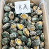 Customized Frozen Abalone Meat with Shell, Cooked Braised Abalone Dishes, Large Quantity Discount, Wholesale from Manufacturers