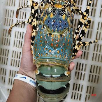 Lobster, Large Green Frozen Seafood, Quick-Frozen Small Green Kingston Flower Lobster Wholesale Dropshipping, One-Piece Cross-Border Dropshipping