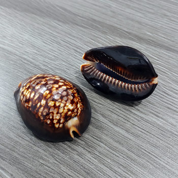 Natural Shell Conch Large Turtle Shell Treasure Snail Local Medium Sea Home Floor Decoration Ornaments Fish Tank Aquarium Landscaping