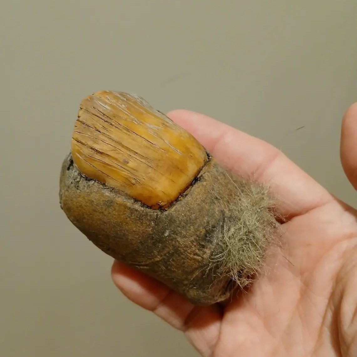 Cross-Border Amazon Bigfoot Toe Sasquatch Devil's Toe Resin Crafts Ornaments