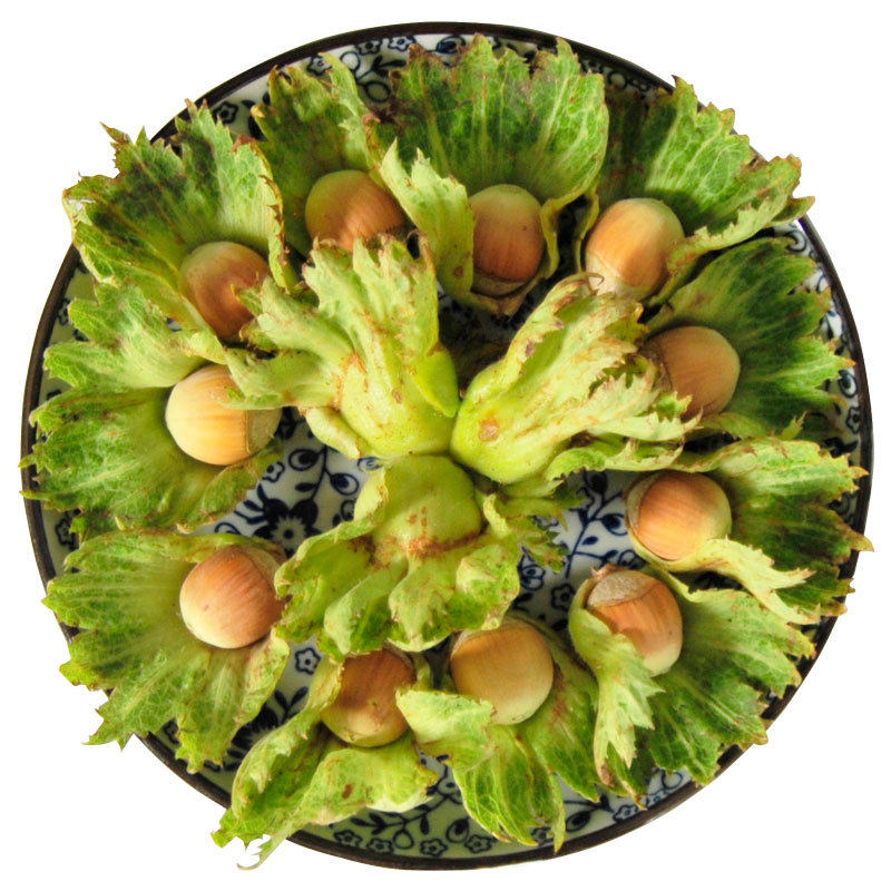 Fresh Wild Hazelnuts with Green Skin, Water Kernels and Green-Skinned Nuts Produced in the Northeast