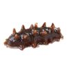 Dalian Seafood Specialty Ready-To-Eat Sea Cucumber Fresh Dried Goods Wild Sea Cucumber Individually Packaged Gift Box Wholesale