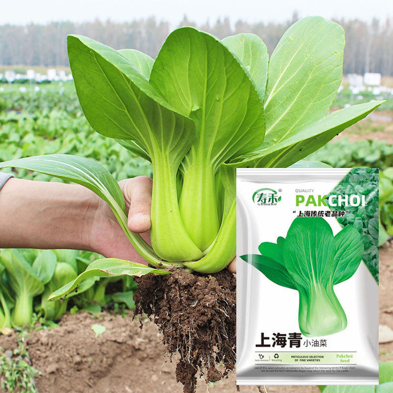 Wholesale Four-Season Leafy Vegetable Seeds, Coriander, Cabbage, Radish, Rapeseed, Lettuce, Green Vegetable Seeds, Spinach
