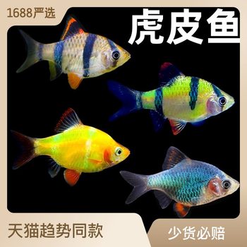 2.5-3cm Large Tiger Skin Fish Fluorescent Blue Green Jade Live Tropical Ornamental Fish Group Swimming Wholesale Mini