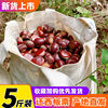 2025 Qianxi Fresh Wild Chestnuts with Skin, Yanshan Oil Capsules, Fresh Hairy Chestnuts from Zunhua, Small Sweet Chestnuts