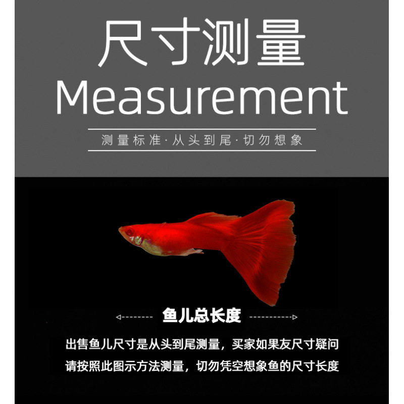 Guppy, Small Fish, Tropical Fish, All Kinds of Cleaners, Easy to Raise Ornamental Fish, Small Freshwater Zebrafish, Goldfish, Others