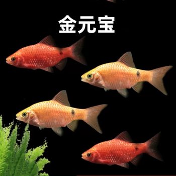 Gold Yuanbao Fish, Rose Crucian Carp, Ornamental Fish, Suitable for Beginners, Easy to Maintain, Resistant to Low Temperatures, Small Grass Tank Fish Fry