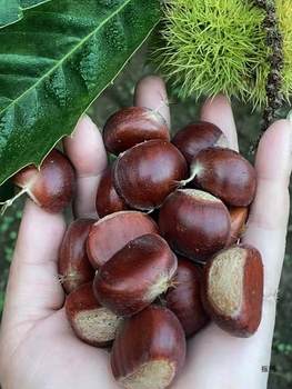 Qianxi Chestnut Raw 3113 Raw Chestnuts 2.5kg Sweet Glutinous Oil Chestnuts Raw Chestnuts Fresh Chestnuts Wholesale