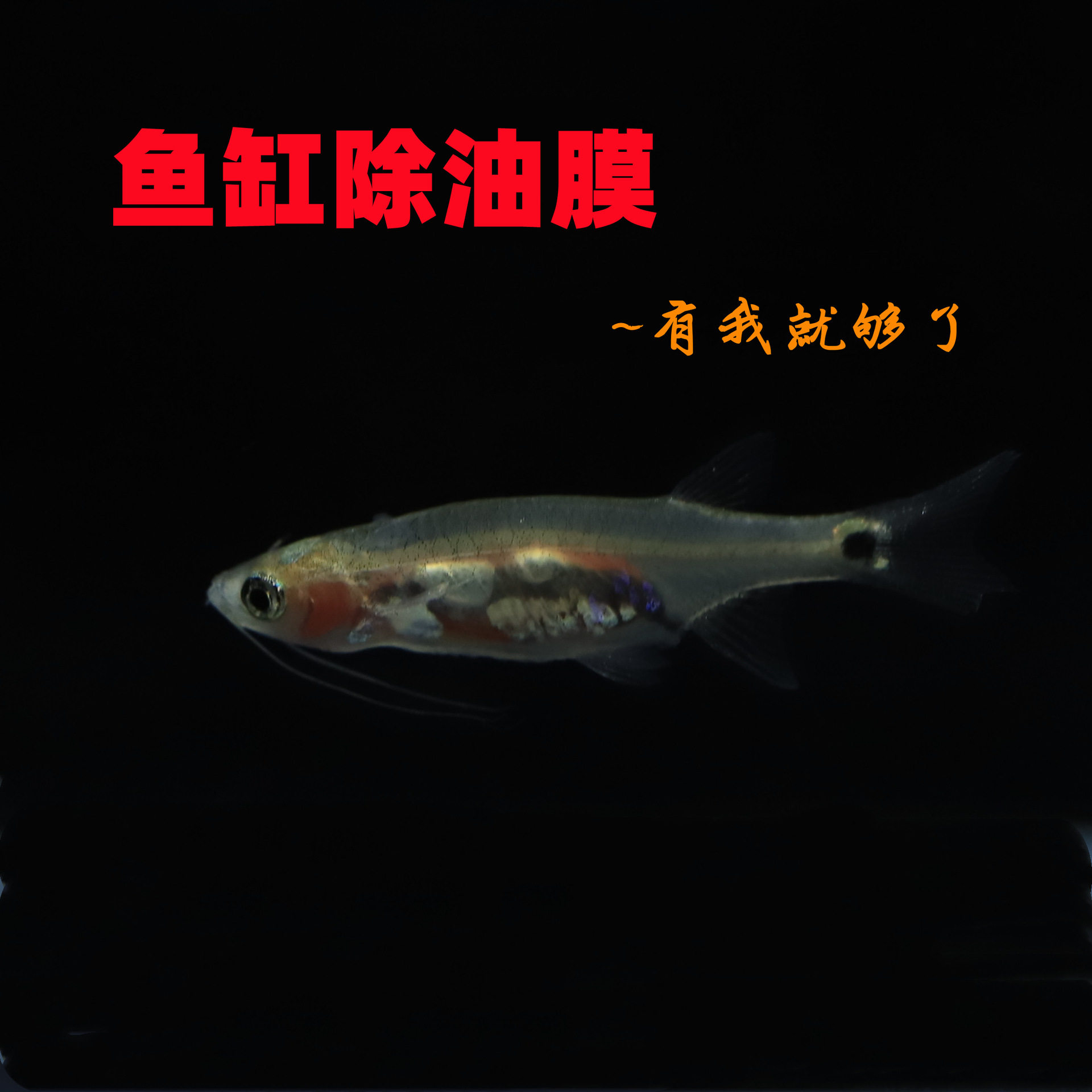 Living lamp fish small tropical ornamental fish dragon beard lamp fish living tropical fish ornamental fish degreasing film Fish Wholesale