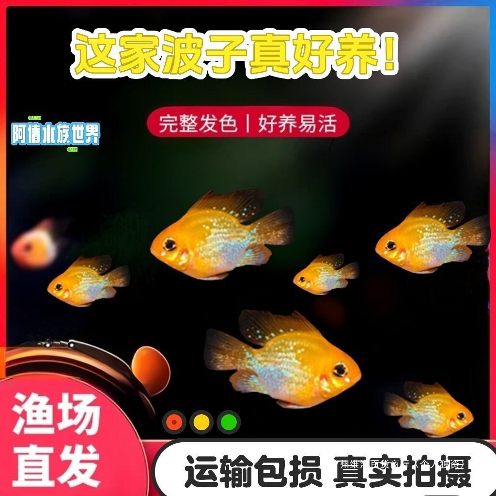 Mixed Fish German Phoenix Freshwater Small Fish Fish Grass Tank Direct Sales Phoenix Gold Wave Tropical Ornamental Fish